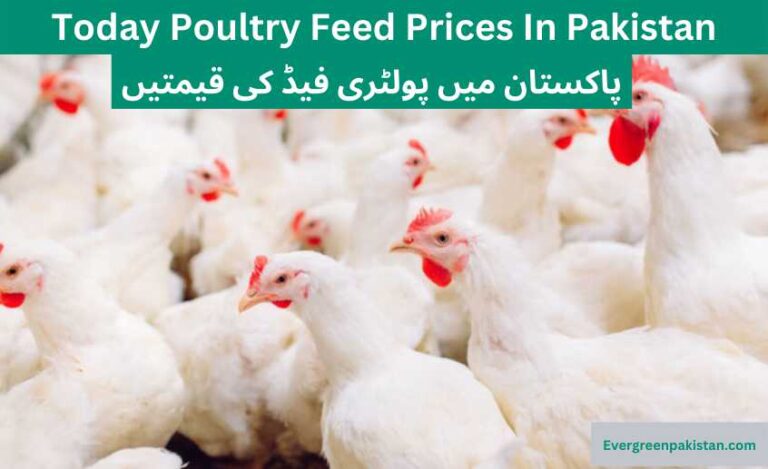 Today Poultry Feed Prices in Pakistan