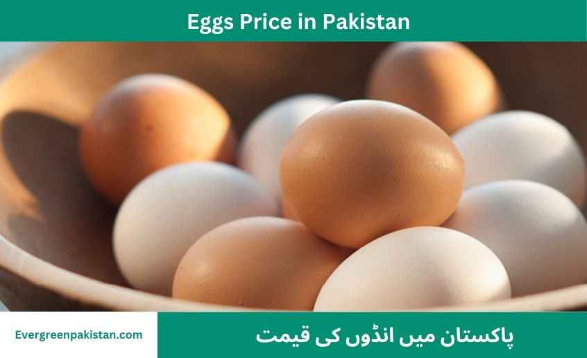 Today Egg Price In Pakistan